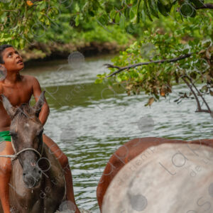 Boys bathing with horses in the river