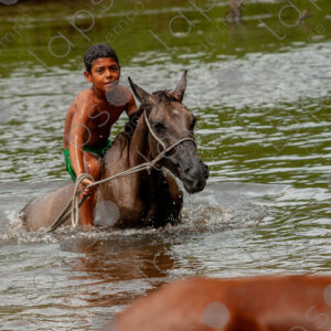 Boys bathing with horses in the river