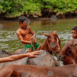 Boys bathing with horses in the river