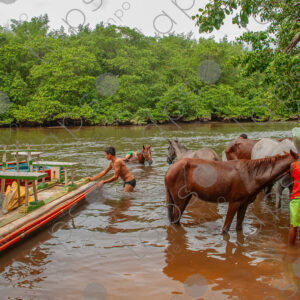 Boys bathing with horses in the river