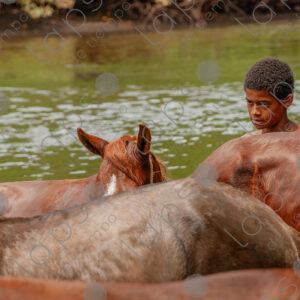 Boys bathing with horses in the river
