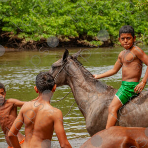 Boys bathing with horses in the river