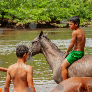 Boys bathing with horses in the river