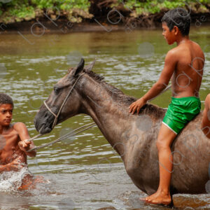 Boys bathing with horses in the river