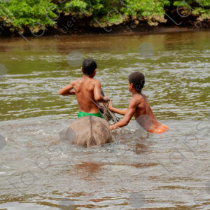 Boys bathing with horses in the river