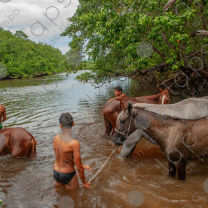 Boys bathing with horses in the river