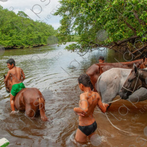 Boys bathing with horses in the river