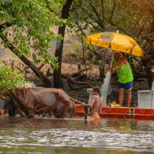Boys bathing with horses in the river