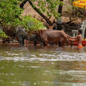 Boys bathing with horses in the river