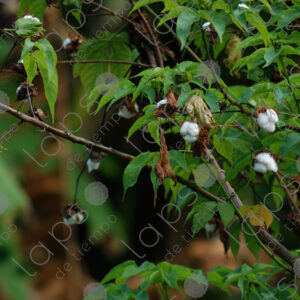 Cotton tree