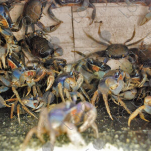 Crabs in cage