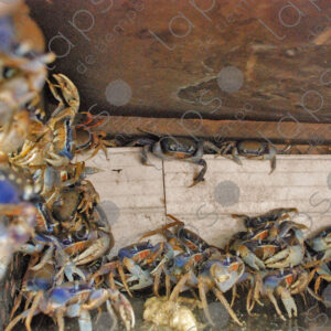 Crabs in cage