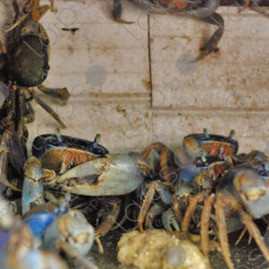 Crabs in cage