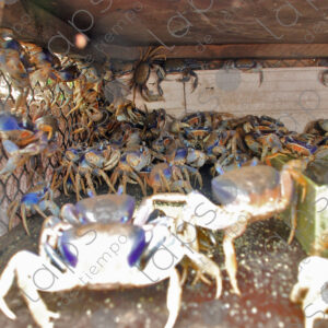 Crabs in cage