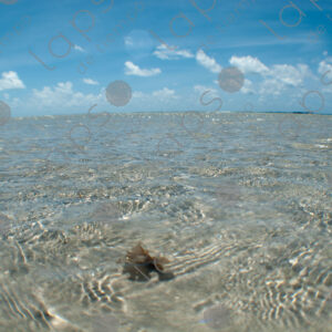 Crystal-clear waters