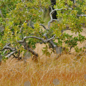 Curatella tree