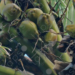 Detail of coconuts on a palm tree