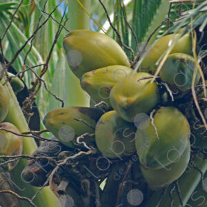 Detail of coconuts on a palm tree