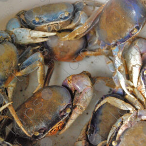 Crabs in a bucket