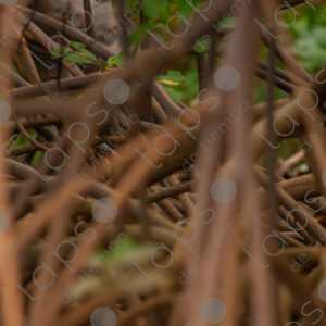mangrove roots