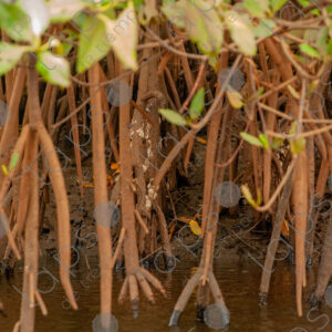 mangrove roots
