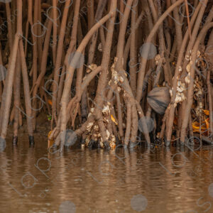 mangrove roots