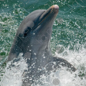 Dolphin portrait looking at the camera