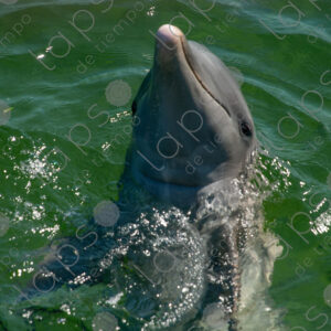 Dolphin portrait looking at the camera