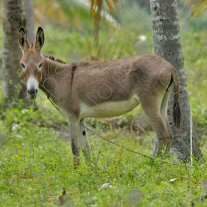 Donkey