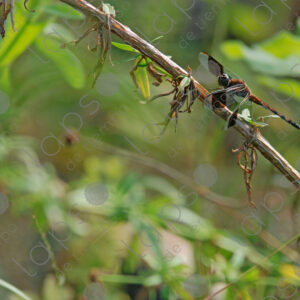 Dragonfly perched on a branch