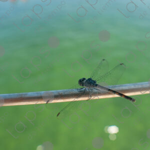 Dragonfly perched on iron