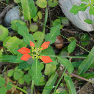 Euphorbia cyathophora Murray, plant