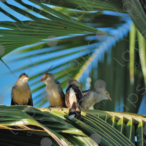 Guira Cuckoos (Guira guira)