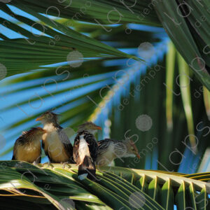 Guira Cuckoos (Guira guira)