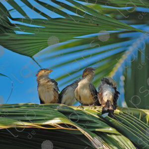 Guira Cuckoos (Guira guira)