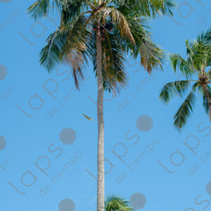 man pruning branches high up on a palm tree