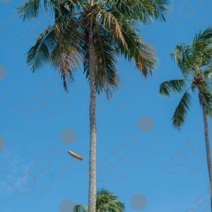 man pruning branches high up on a palm tree