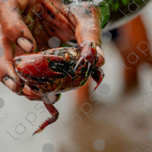 Hand showing a muddy crab