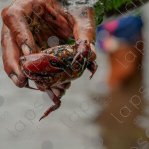 Hand showing a muddy crab