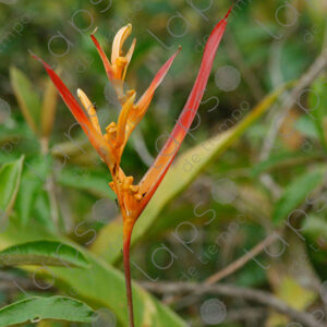 Heliconia aurantiaca