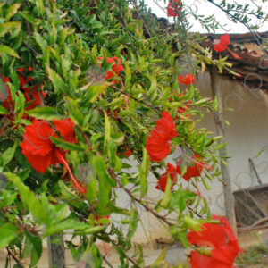 Hibiscus red flowers