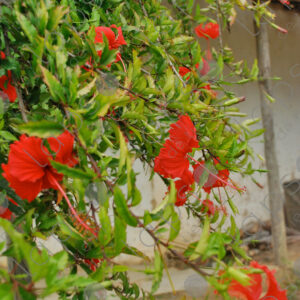 Hibiscus red flowers