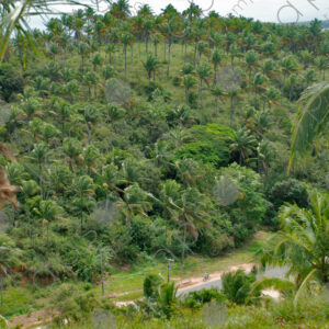 Hill landscape with palm forests