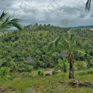Hill landscape with palm forests