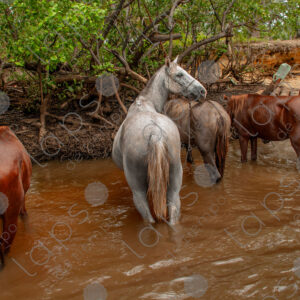 Horses in the river