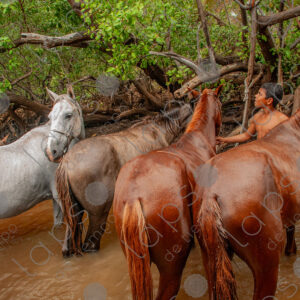 Horses in the river