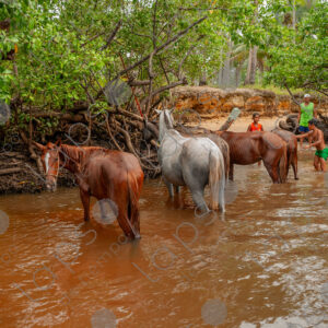 Horses in the river