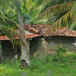 House with tiles among palm trees