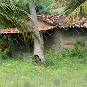 House with tiles among palm trees