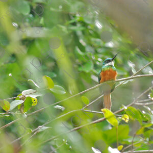 Kingfisher